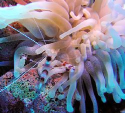 While diving off the north wall at the Cayman Islands, th... by Trisha Urban 